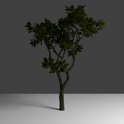 Cycles tree