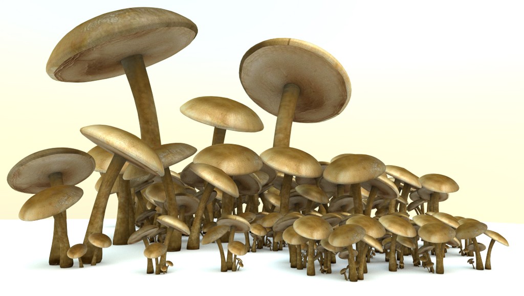 mushrooms