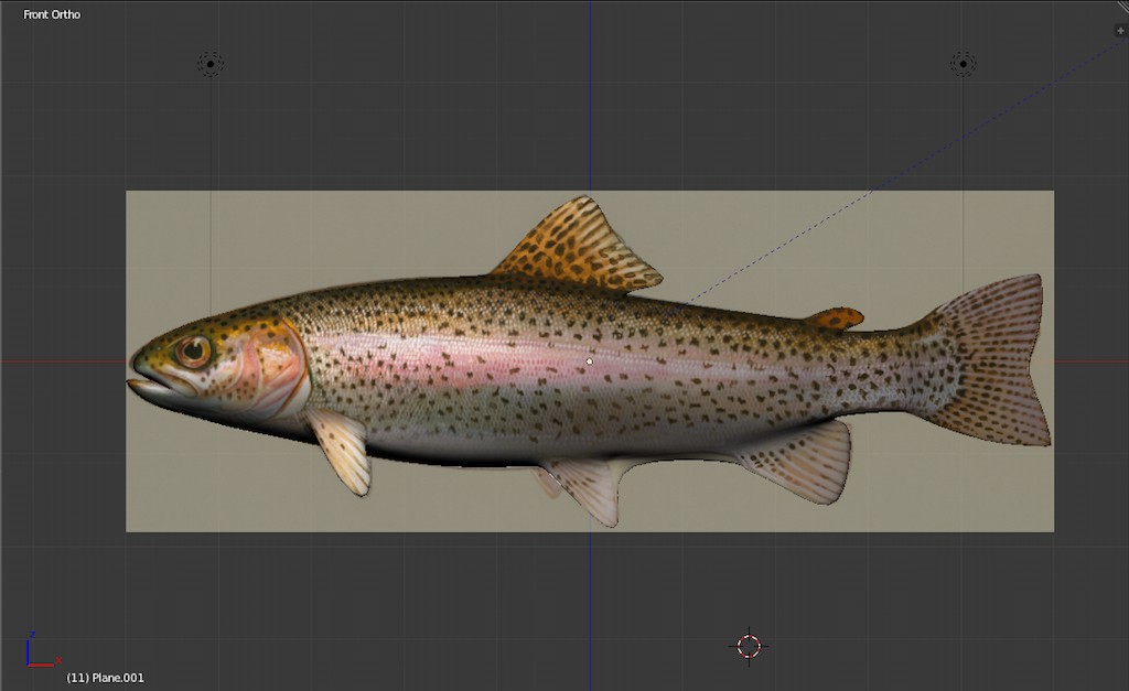 Rainbow Trout