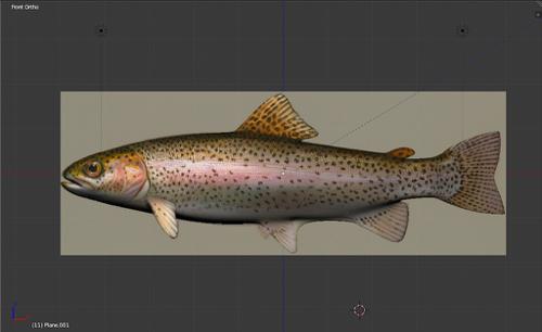 Rainbow Trout