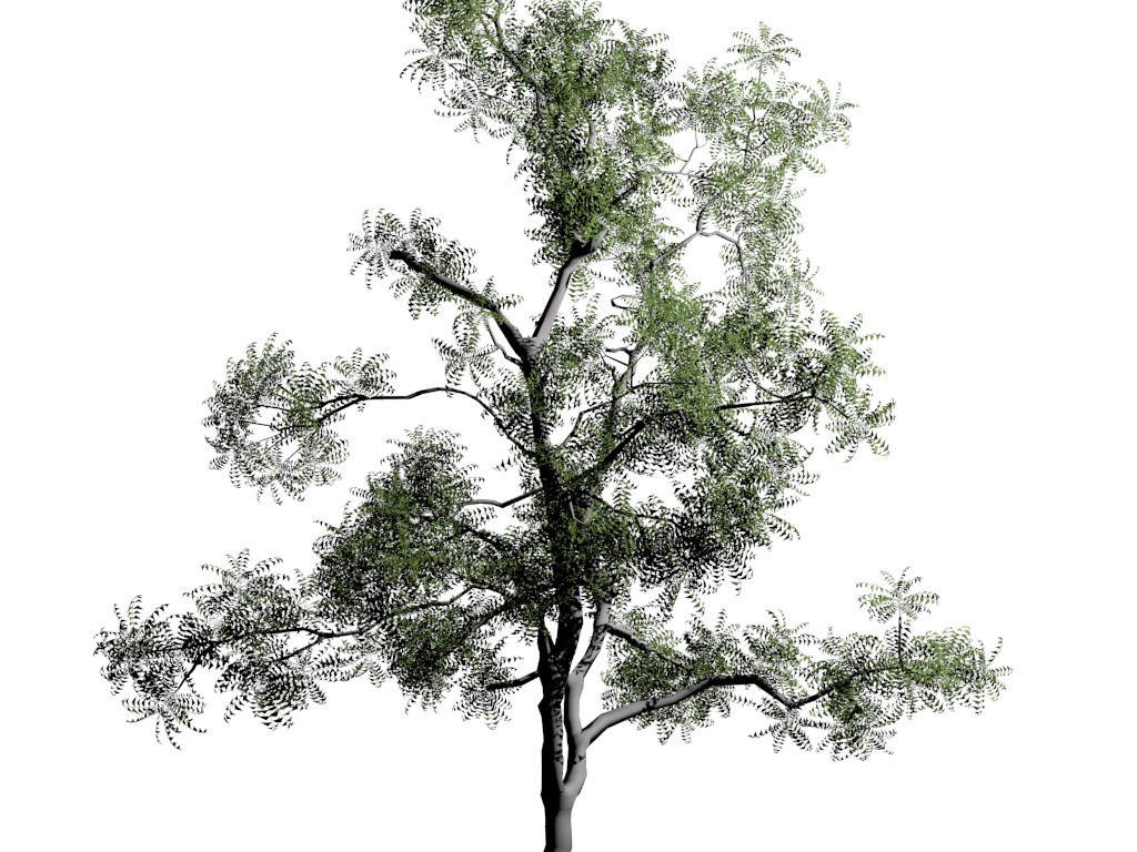 young-neem-tree_mesh-only