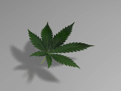 Marijuana leaf