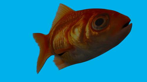 Goldfish