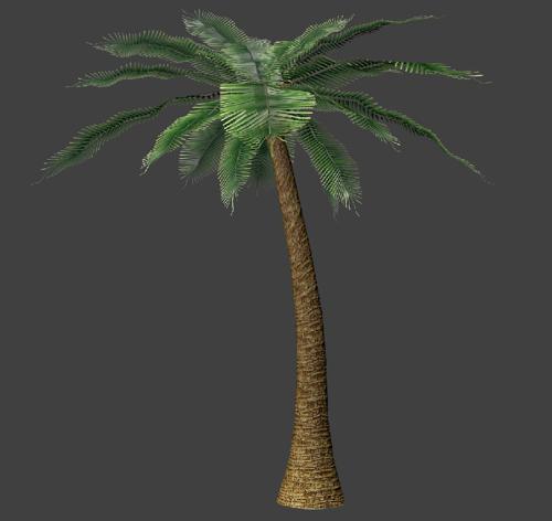 Palm Tree  Cycles Ready