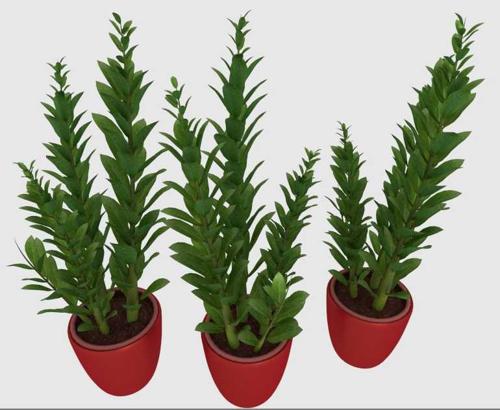 Indoorplant