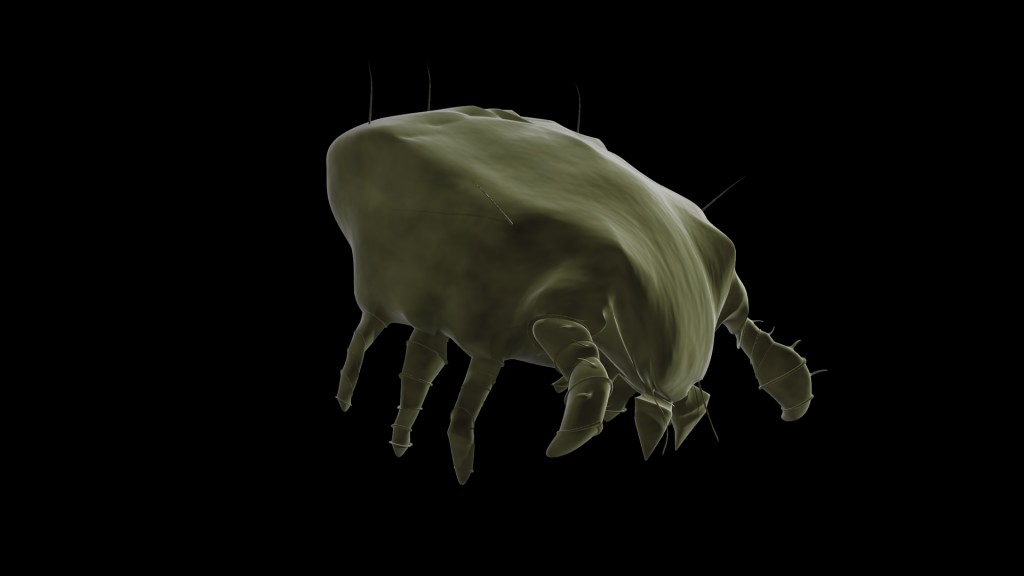 Dust-mite