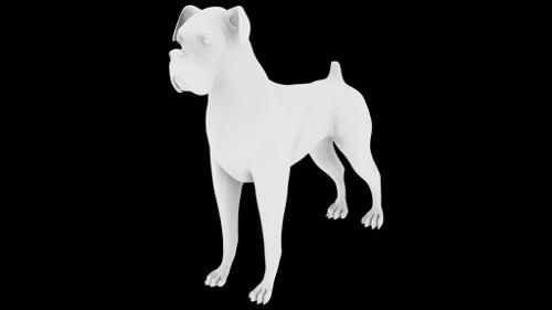 Boxer dog