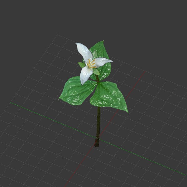 Trillium Ovatum