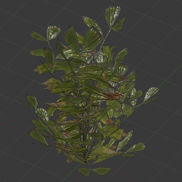Fishtail Palm