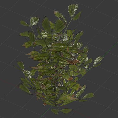 Fishtail Palm