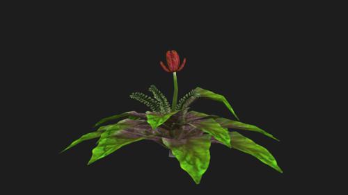 Fire Bloom-Plant