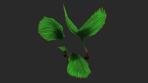 Dragon Claw-Plant