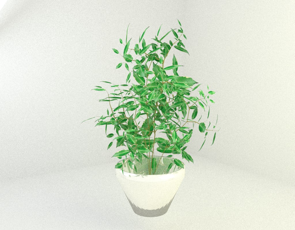 Ficus