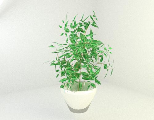 Ficus