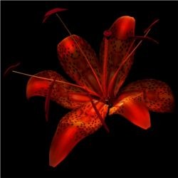 Tiger Lily
