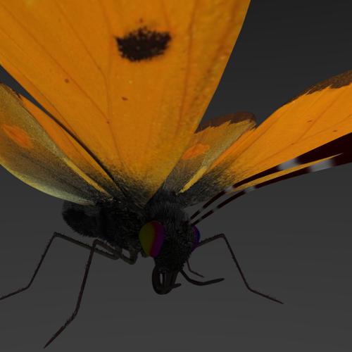 Butterfly