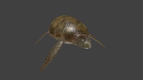 Ocean Turtle
