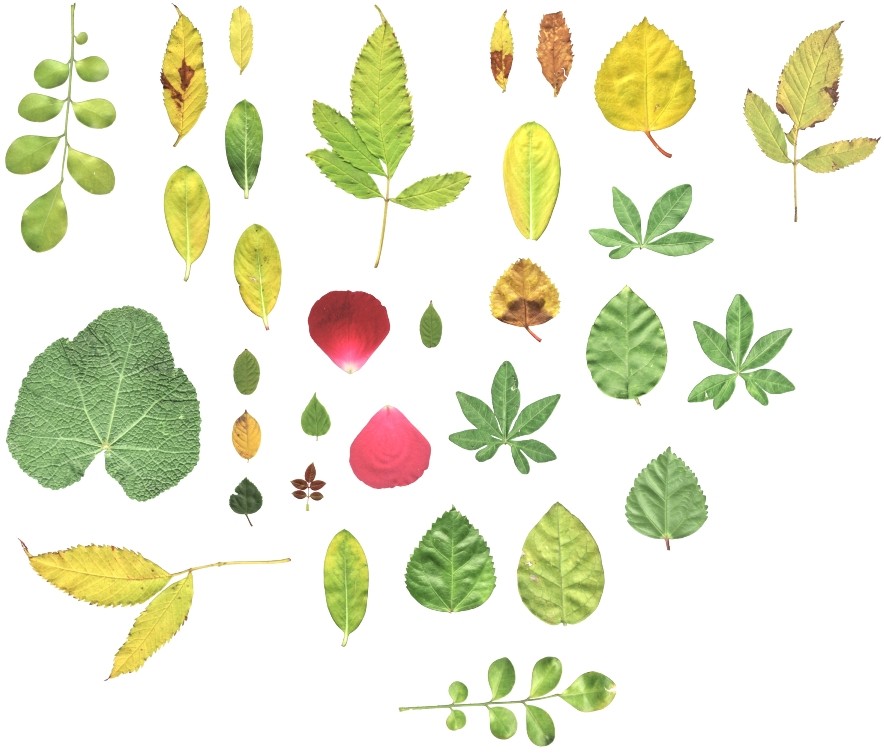 31 Leaf Textures with Normal Map
