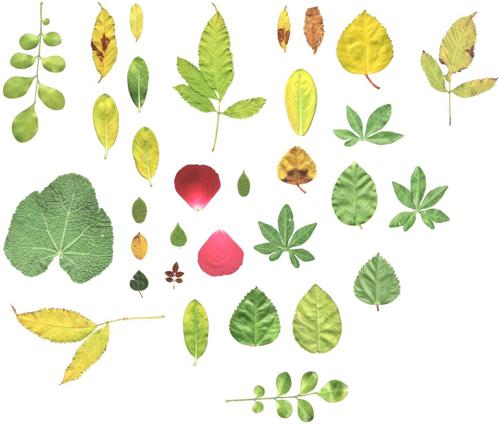 31 Leaf Textures with Normal Map