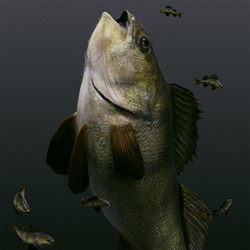 Fish Perch