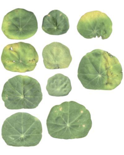 10 Leaf Textures