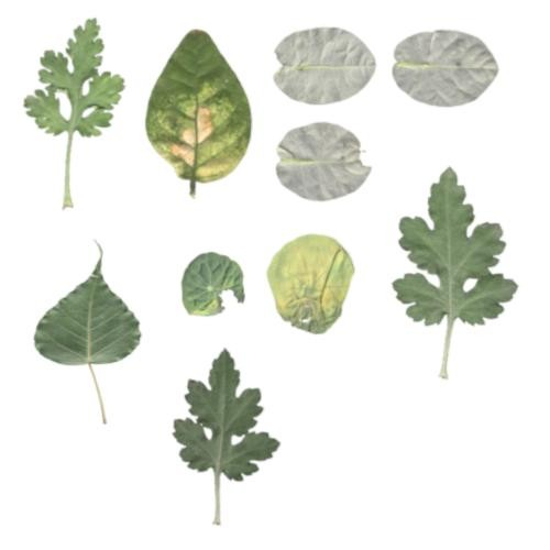 10 Leaf with Texture Part - II
