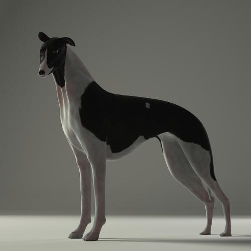Whippet [rigged]