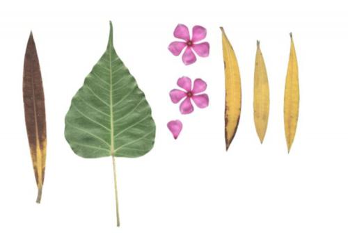 8 Leaf Texture
