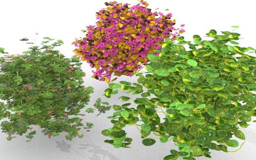 Bushes