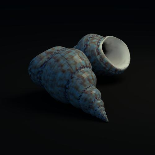 Shell