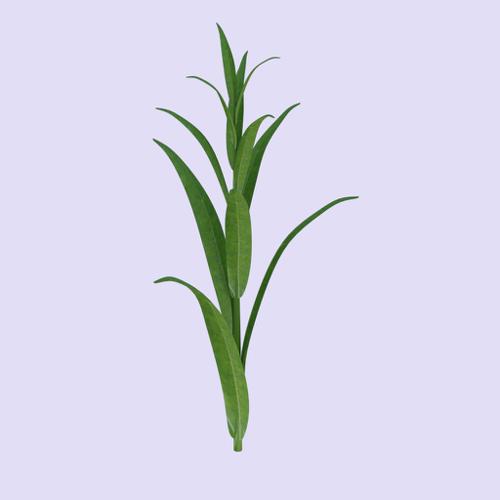 Simple Plant
