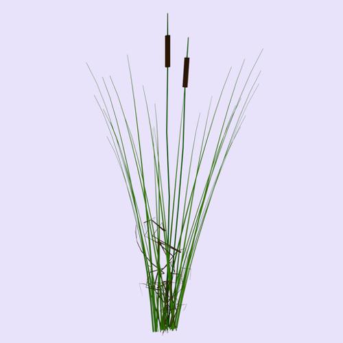 Cats Tail Reed