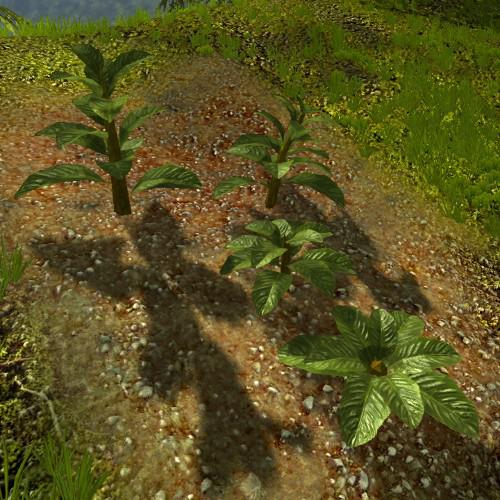Konserian Bigleafplant