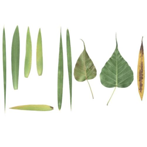 10 Leaf Texture with Norm III