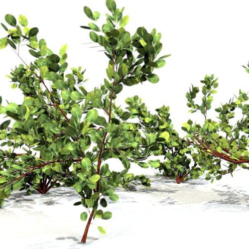 Small Size Plants