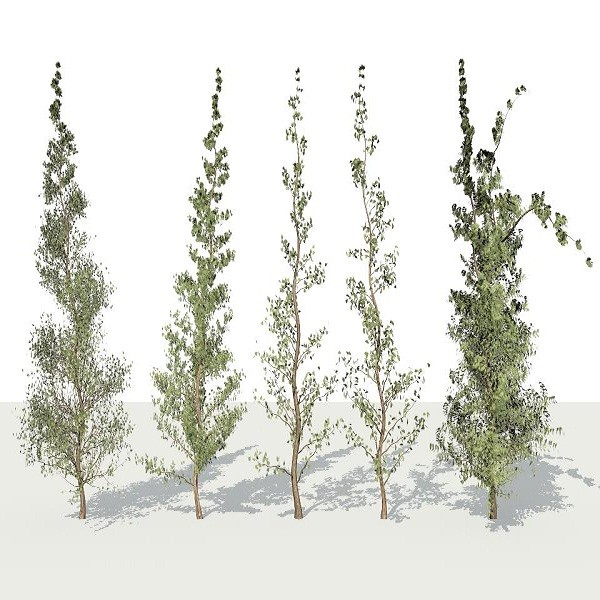 5 Diff Tree ( Thin - > Thick )