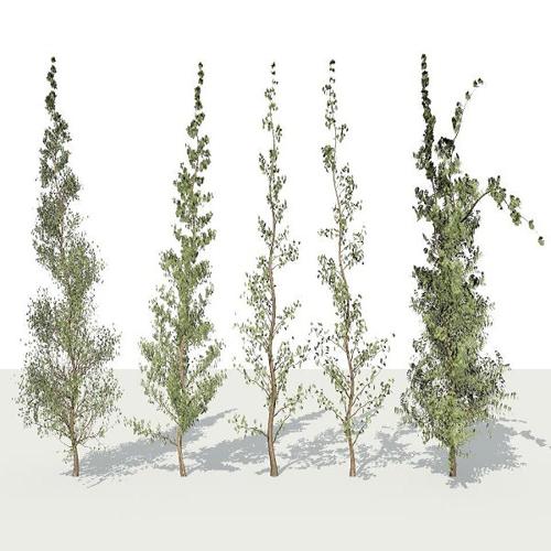 5 Diff Tree ( Thin - > Thick )