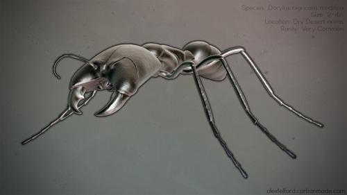 Ant topology study