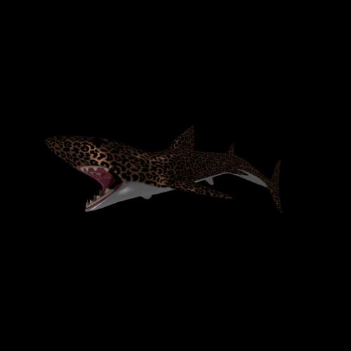 Lepered shark