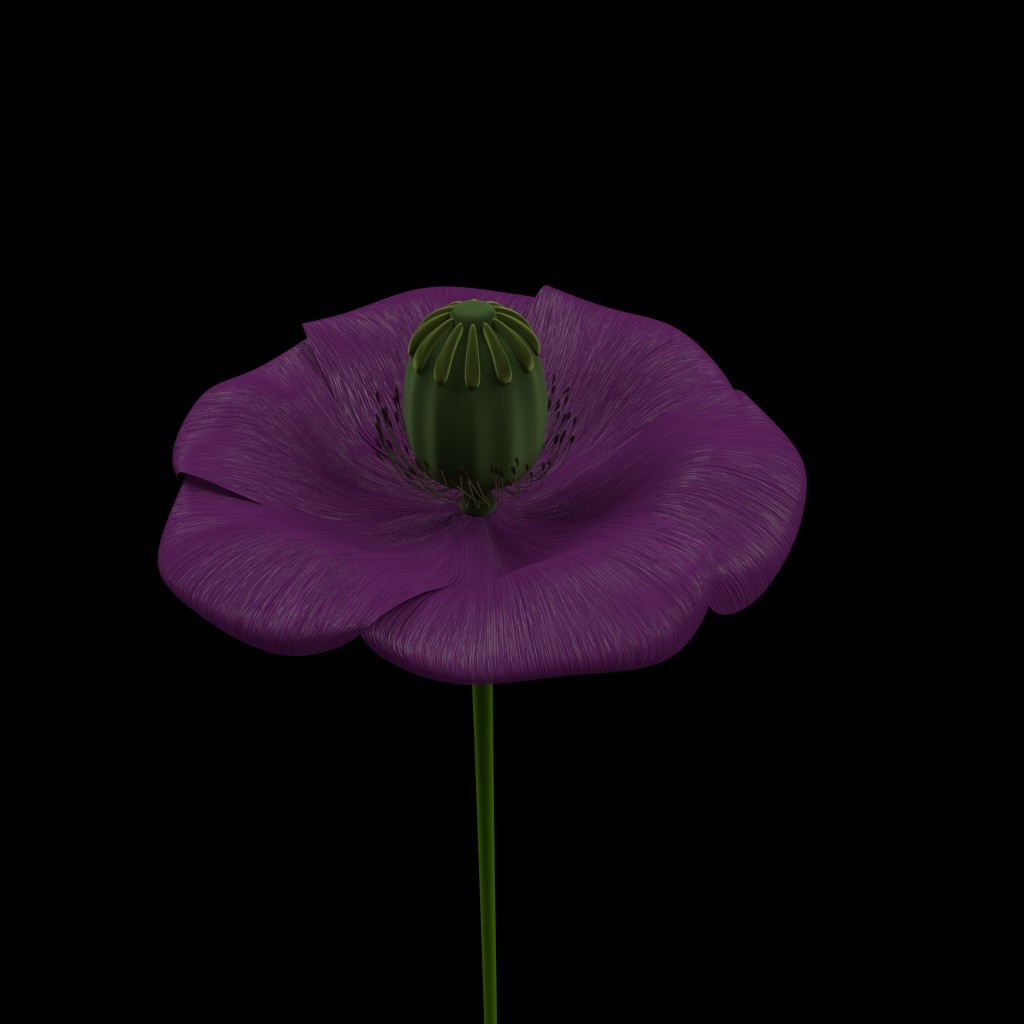poppy