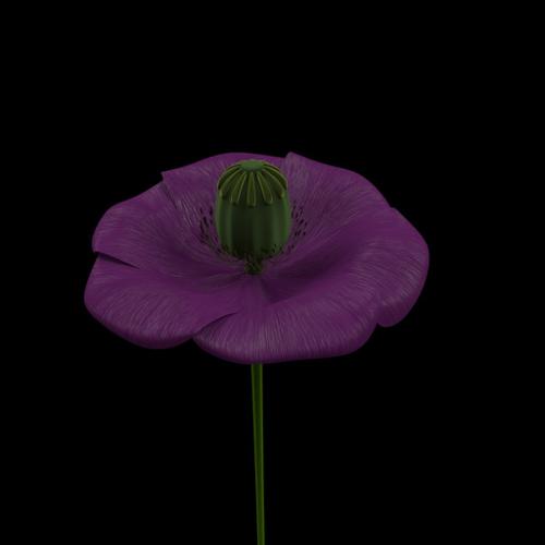 poppy