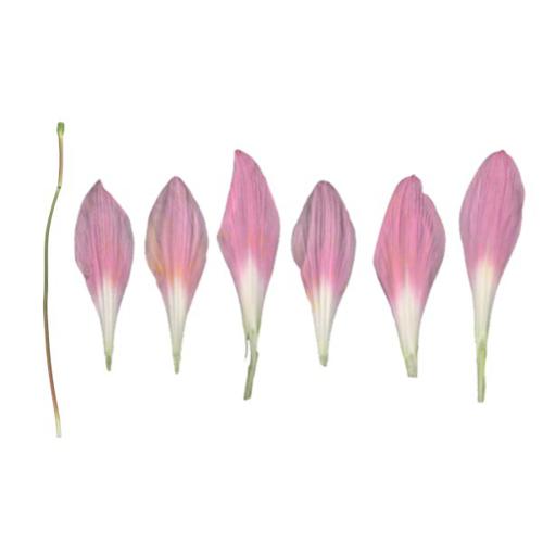 Indian Rainy Lily Pink Texture