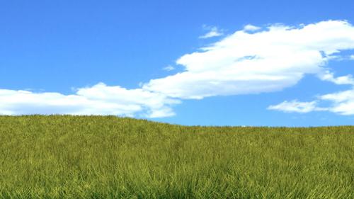 Grass