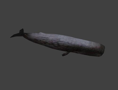 Cachalot