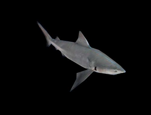 Shark Requin