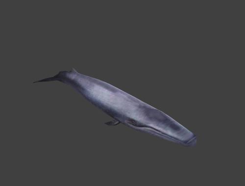 Blue Rorqual
