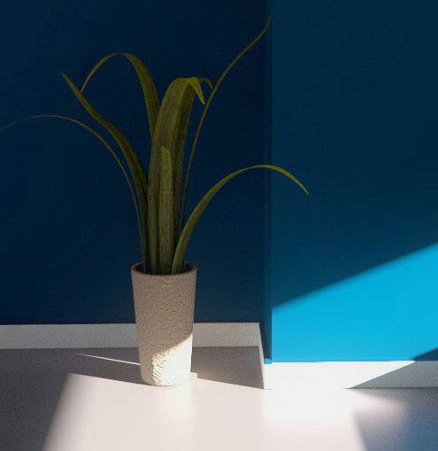 the plant