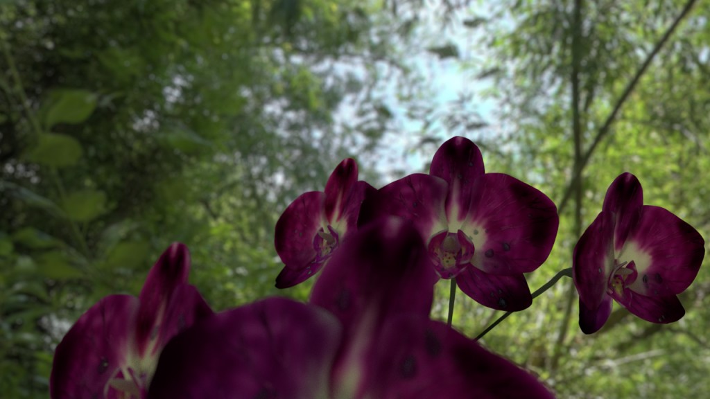 Phalaenopsis flowers