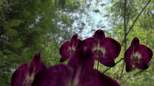 Phalaenopsis flowers