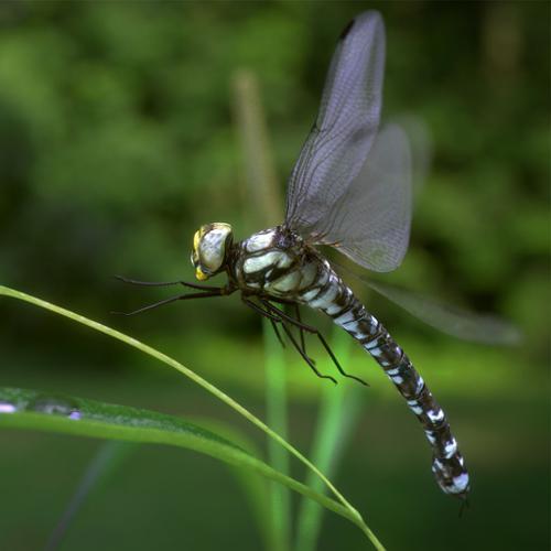 Dragonfly